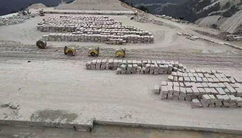 黃金麻1.jpg 黃金麻1.jpg