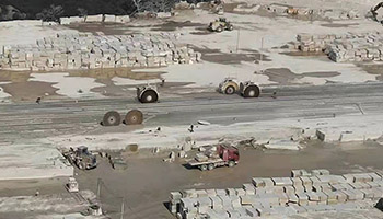 黃金麻2.jpg 黃金麻2.jpg