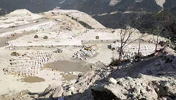 黃金麻3.jpg 黃金麻3.jpg