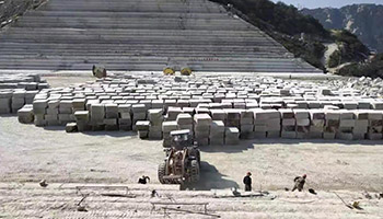 黃金麻5.jpg 黃金麻5.jpg