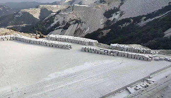 黃金麻6.jpg 黃金麻6.jpg