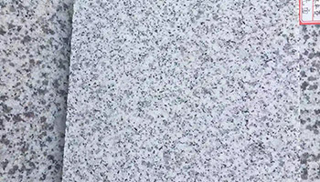 黃金麻13.jpg 黃金麻13.jpg