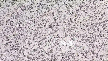 黃金麻14.jpg 黃金麻14.jpg